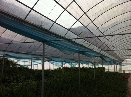 溫室大棚內部展示