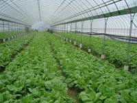 鋼管蔬菜大棚