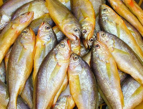 野生黃魚